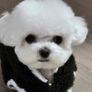 부자캔넬 네이버블로그