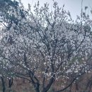 살구꽃공원 이미지
