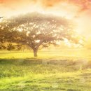 꿈이 자라는 나무 이미지