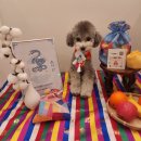 일산애견 이미지