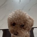 디어펫살롱 이미지