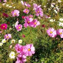 채원농장 이미지