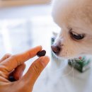 우아퍼피 | 메디퍼피 강아지 관절 근육 영양제, 노령견의 활기를 찾아주세요