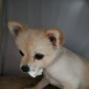 이발하개 이미지