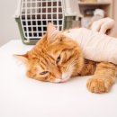 24시 신도림S동물의료센터 이미지