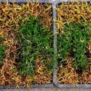 GMO 30년]② 제초제 뿌려도 사는 국산 잔디, 17년 만에 '부적합' 판정… "중복 심사·사회적 갈등이 상업화 발목" 이미지