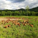 4.5헥타르에 2000여마리 닭…‘동물복지’쏠쏠 친환경 농장 이미지