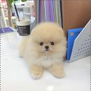 이쁜강아지 이미지