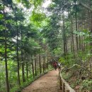 [100대명산 장성 축령산+편백나무숲] 힐링산행 이미지