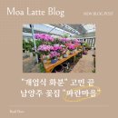 파란마을 | 남양주 꽃집 추천｜개업식 화분 사러 갔다가 발견한 대형 꽃집 [파란마을]내돈내산