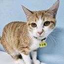 개와고양이 반려동물원 | 통영 &#39;고양이학교&#39; 논란...보호시설인가 관광지인가