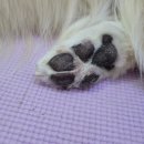 멍뭉워시 이미지