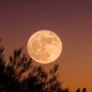 달빛양이 이미지