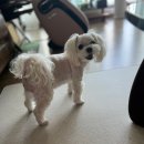 그린애견 이미지