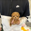 블리독 위례점 고양이강아지분양 말티푸 비숑 포메라니안 | 성남강아지분양 오래 고민 했어요