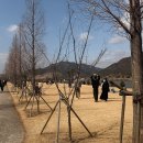 매화공원 네이버블로그