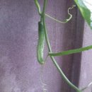 성애농장 이미지