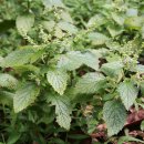 두메향민박 이미지