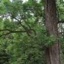 참죽나무와 가죽나무 이미지
