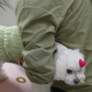 강아지 미용 이미지