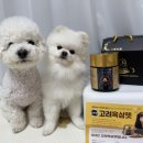 고려펫 | 🫚[금산이가홍삼] 강아지영양제추천 6년근 고려흑삼펫 반려견영양제 후기