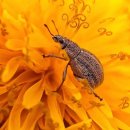 자연을 보는 방식을 바꾸는 접사 사진 30 이미지