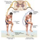 The Spinal Cord, Spinal Nerves, and Somatic Reflexes - 교과서... 이미지