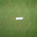 산삼고을 이미지