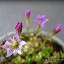 가비당 Daum카페