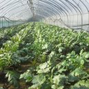 일반농장 이미지