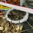 어도참치 이미지