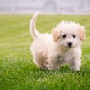 강아지 대공원 | 인천대공원 산책 추천과 강아지 운동장 이용 후기