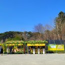 수선화사주카페