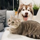 서울88동물의료원 이미지