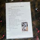 모니카애견 이미지