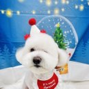 다올 그루밍 이미지