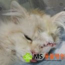 MS동물병원 이미지
