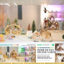 힐링캐터리 이미지