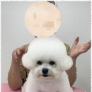 강아지 미용실 이미지