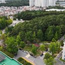 소나무숲 이미지