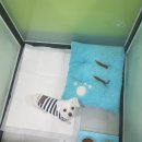 Lucky 애견샵 이미지