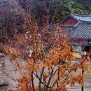 황제노래광장 - 안산시 상록구 상록수로 44 | 황제노래광장