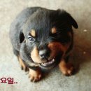 복 이미지