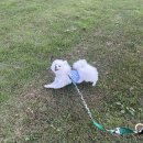 구드래 선착장 화장실 | 충남 부여 애견 동반 당일치기 가을 여행 강아지랑 가볼 만한 곳