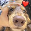 복슬강아지 이미지