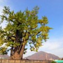 잠실리뽕나무 이미지