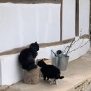 벚꽃길민박 이미지