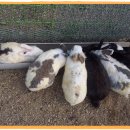 배영농장 이미지