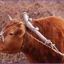 황토코뚜레 이미지