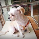 내품에동물병원 이미지